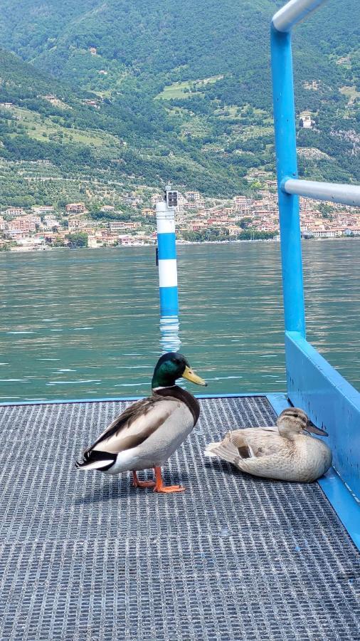 קלוזאנה סול לאגו Light On Lake Iseo מראה חיצוני תמונה